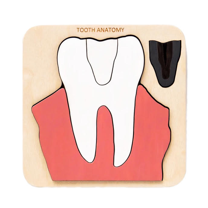 Wooden Tooth Anatomy Puzzle